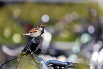 Sparrow perched on bicycle handlebar in bright sunlight amidst blurred background of outdoor activity