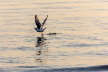 Seagull taking flight from the sea during golden hour as the sun sets