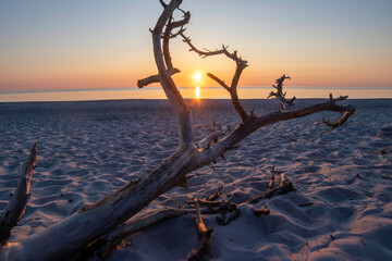 Stunning sunset over the Baltic Sea on Darß Peninsula in Germany with driftwood framing the view