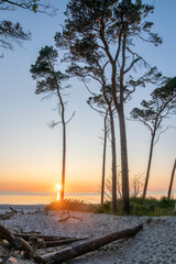 Vibrant sunset over the Baltic Sea at Darß Peninsula in Germany with silhouetted trees