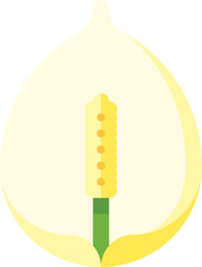 peace lily illustration on a white background    