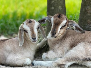 Two baby goat in nature