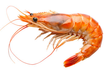 Isolated cooked shrimp prawn seafood crustacean delicious food fresh gourmet healthy diet dish on transparent background