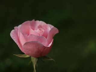 rose, flower, pink, garden, nature, red, love, bloom, plant, flora, roses, beauty, beautiful, blossom, flowers, petals, summer, petal, spring, floral, romance, gift, leaf, macro, valentine