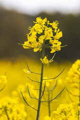 Yellow rapeseed fields. Sunny May day in the countryside.