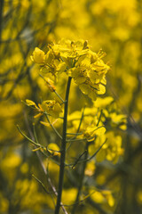 Yellow rapeseed fields. Sunny May day in the countryside.
