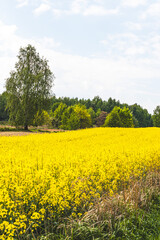 Obraz premium Yellow rapeseed fields. Sunny May day in the countryside.