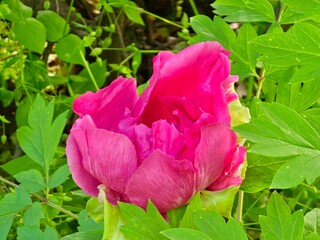 Close-up of Paeonia suffruticosa or tree peony bud in spring. The red-purple flower is set against a background of bright green leaves.