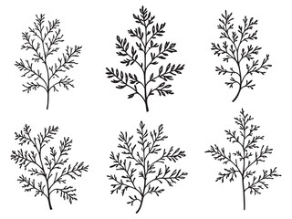 Simple Line Drawing of Dill Leaf Perfect for Natural Illustrations