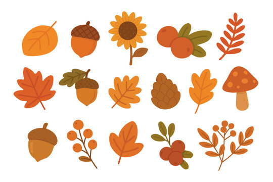 Set of cute autumn nature illustrations. Leaves, acorns, berries, mushrooms, flowers and cones.