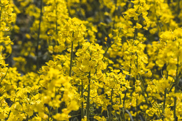 Yellow rapeseed fields. Sunny May day in the countryside.
