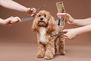 Women with grooming tools and cute dog on brown background, closeup