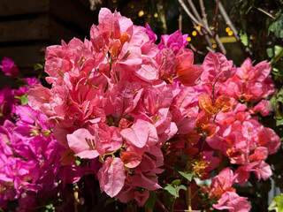 Bougainvillea beautiful red pink blossoming plant