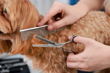Woman cutting dog's hair with scissors indoors, closeup. Pet grooming