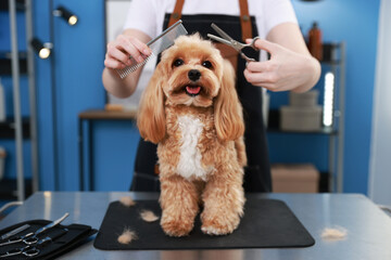 Woman cutting dog's hair with scissors indoors, closeup. Pet grooming