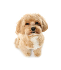 Cute Maltipoo dog on white background. Lovely pet