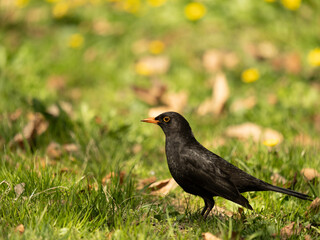 kos, Turdus merula