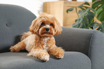 Cute Maltipoo dog on sofa at home