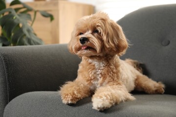 Cute Maltipoo dog on sofa at home