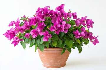 Naklejka premium Bougainvillea plant with pink blooms in a terra cotta pot
