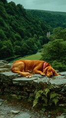 Relaxing golden dog enjoys countryside view from stone wall covered in moss and ferns