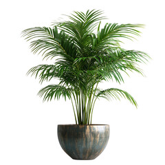 A Lush Palm Tree in a Decorative Pot Isolated on Transparent Background