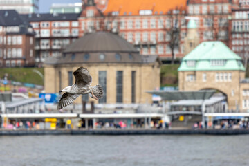 Seagull soaring over the historic Landungsbrücken in Hamburg, Germany, capturing the essence of the vibrant city