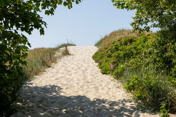 Sandy pathway leading through lush greenery to the Baltic Sea on Darß peninsula during a clear sunny day