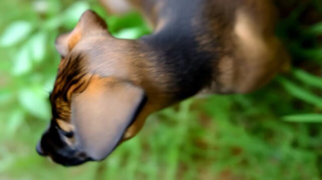 Adorable dog gazing upwards at the camera while curious cat roams in the green grass patch