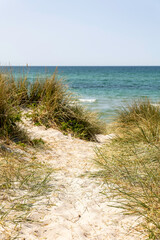 Exploring the natural beauty of Darß peninsula on the Baltic Sea with sandy paths and lush greenery
