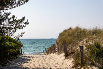 Pathway to the tranquil Baltic Sea at Darß peninsula on a sunny day