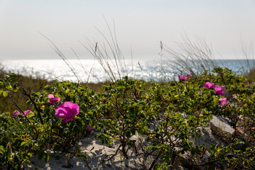 Vibrant flowers along the coast of Darß peninsula enhancing the serene Baltic Sea landscape