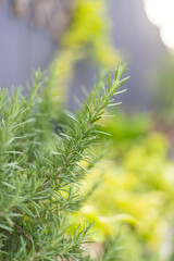 Green rosemary plant in home garden
