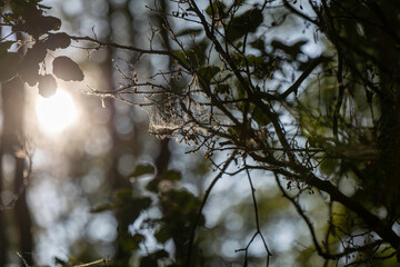 Sunlight filters through trees highlighting spider webs in untouched nature on the Darß peninsula during a calm afternoon