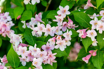 Beautiful clusters of pink and white flowers blooming in a lush green garden during springtime