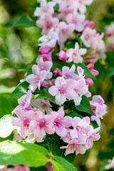 Colorful blossoms create a beautiful display in a sunny garden during springtime