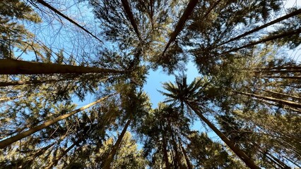 Obraz premium Experience the breathtaking and majestic view of a forest canopy under the clear blue sky