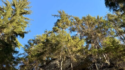 Obraz premium The Serene Forest Canopy Spreading Under a Clear Blue Sky, Inviting You to Explore Nature