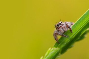 Close up of jumping spider. on a grass blade with yellow background