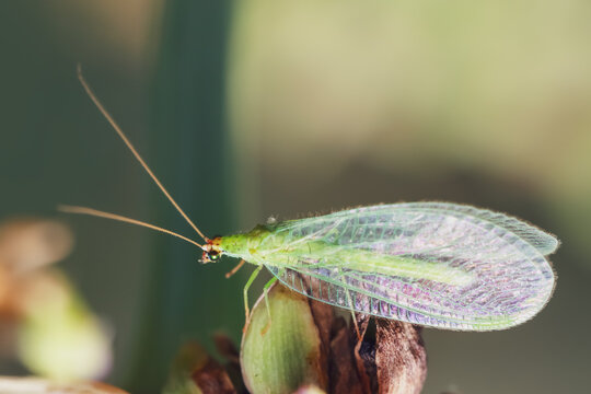 The lacewing also known as Chrysoperla carnea is on a plant