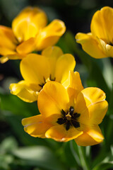 Close-Up of Yellow Tulips in Sunlight