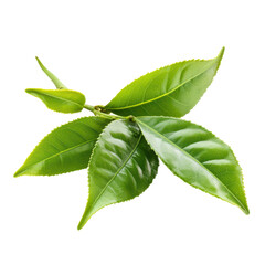 Obraz premium Green Tea isolated on transparent background.