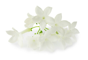 Beautiful aromatic jasmine flowers isolated on white