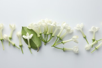 Beautiful jasmine flowers and green leaf on white background, flat lay