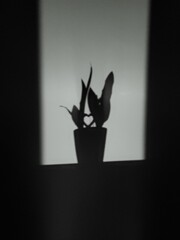 Ombre et lumière 