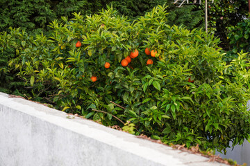 Lush Orange Tree Abundantly Bearing Ripe Oranges in a Garden Setting