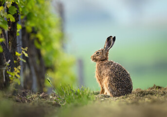 European hare ( Lepus europaeus ) close up