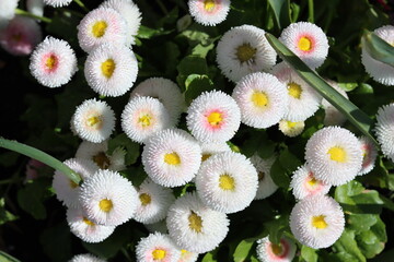 Bellis perennnis or pompom daisies in a garden © Francesca Leslie