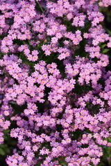 Masses of pink forget me not flowers