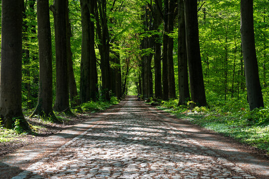 Straight cobble stone road through the Meerdaalwoud Molendaal Bierbeek, Flemish Brabant, Belgium